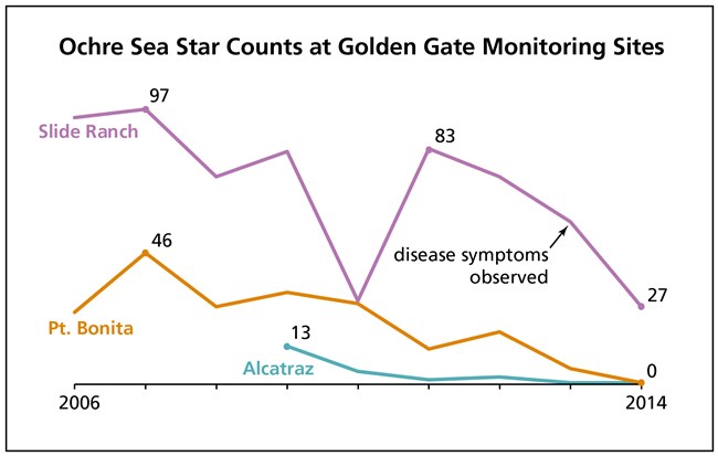 Graph of ochre sea star counts at Golden Gate monitoring sites between 2006 and 2014.