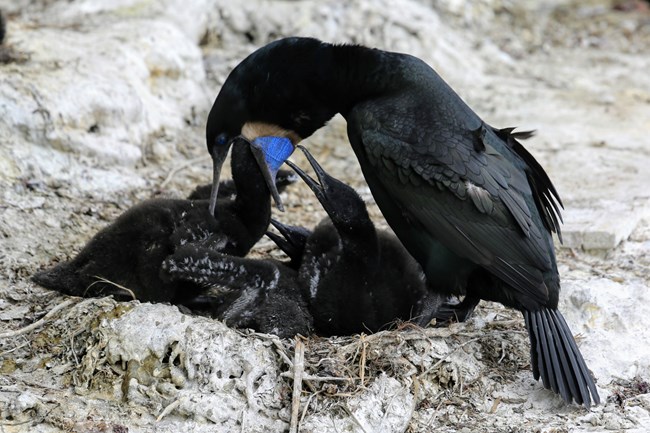 An adult black Brandt's Cormorant bird with a blue patch on its neck opens its mouth to feed 4 baby birds. The birds are in a sandy nest on the ground.