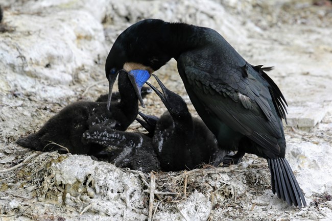 Brandt's cormorant feeds its young An adult black Brandt's Cormorant bird with a blue patch on its neck opens its mouth to feed 4 baby birds. The birds are in a sandy nest on the ground.