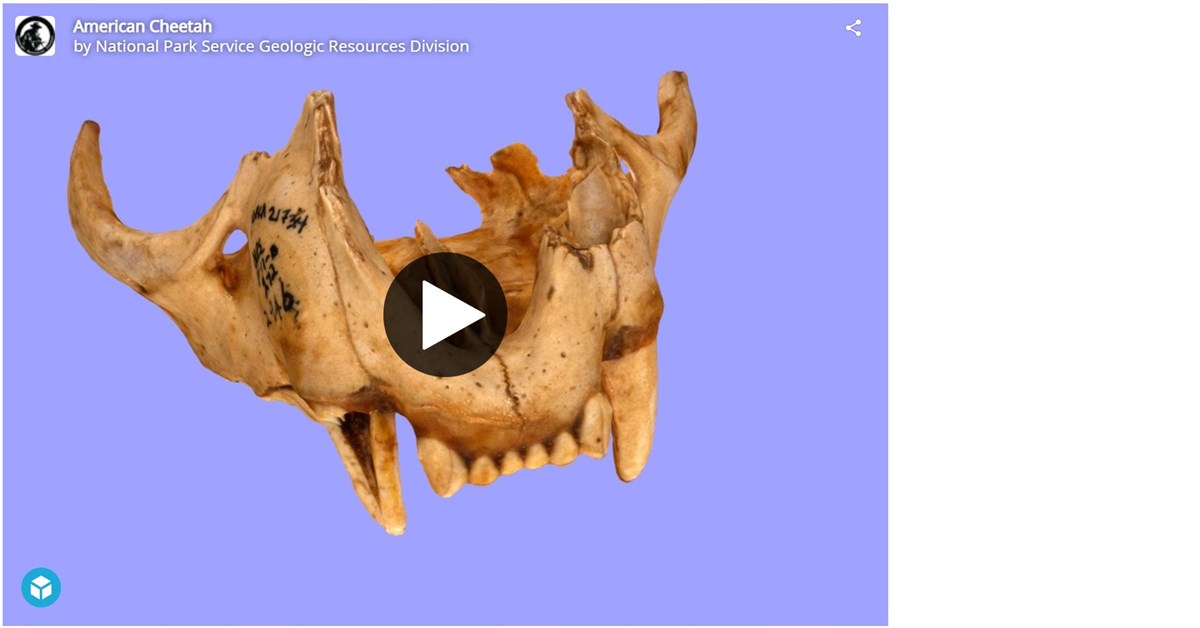 3d model of a fossils jaw with teeth