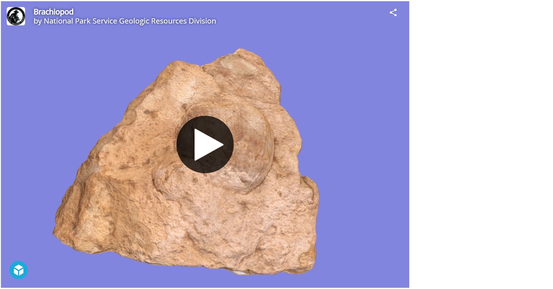 Brachiopod Fossil (U.S. National Park Service)