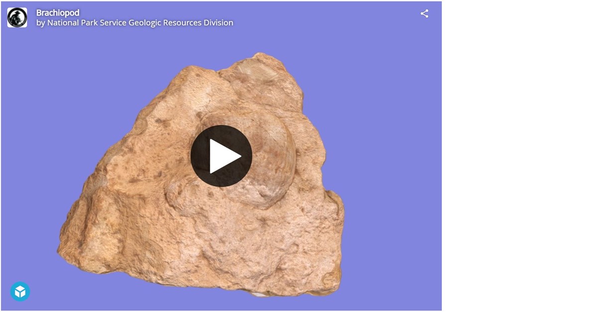 Brachiopod Fossil (U.S. National Park Service)