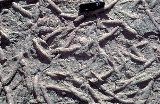 GRCA Bright Angel Shale trace fossils trace fossils