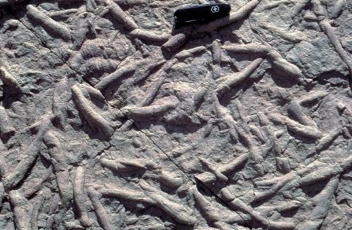 trace fossils