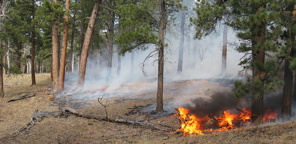 Small flames consume pine needles and dead trees in pine forest.