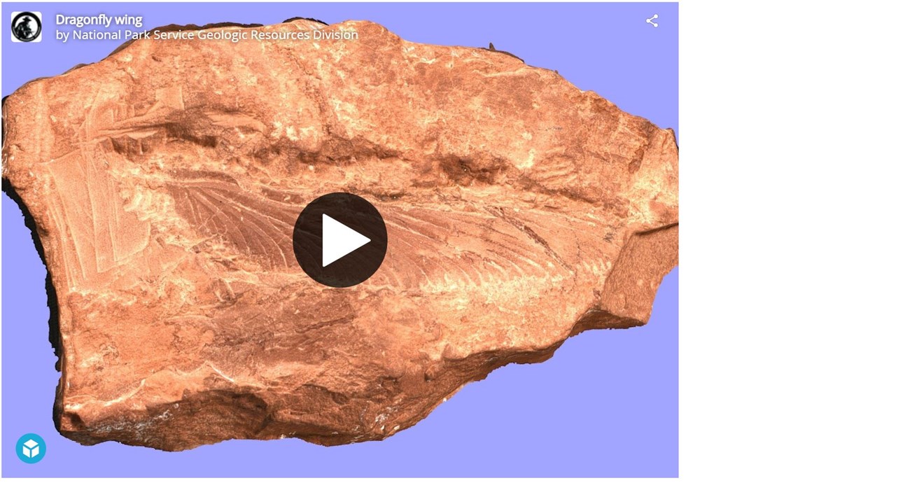 3d model of a block of rock with a fossil dragon fly wing