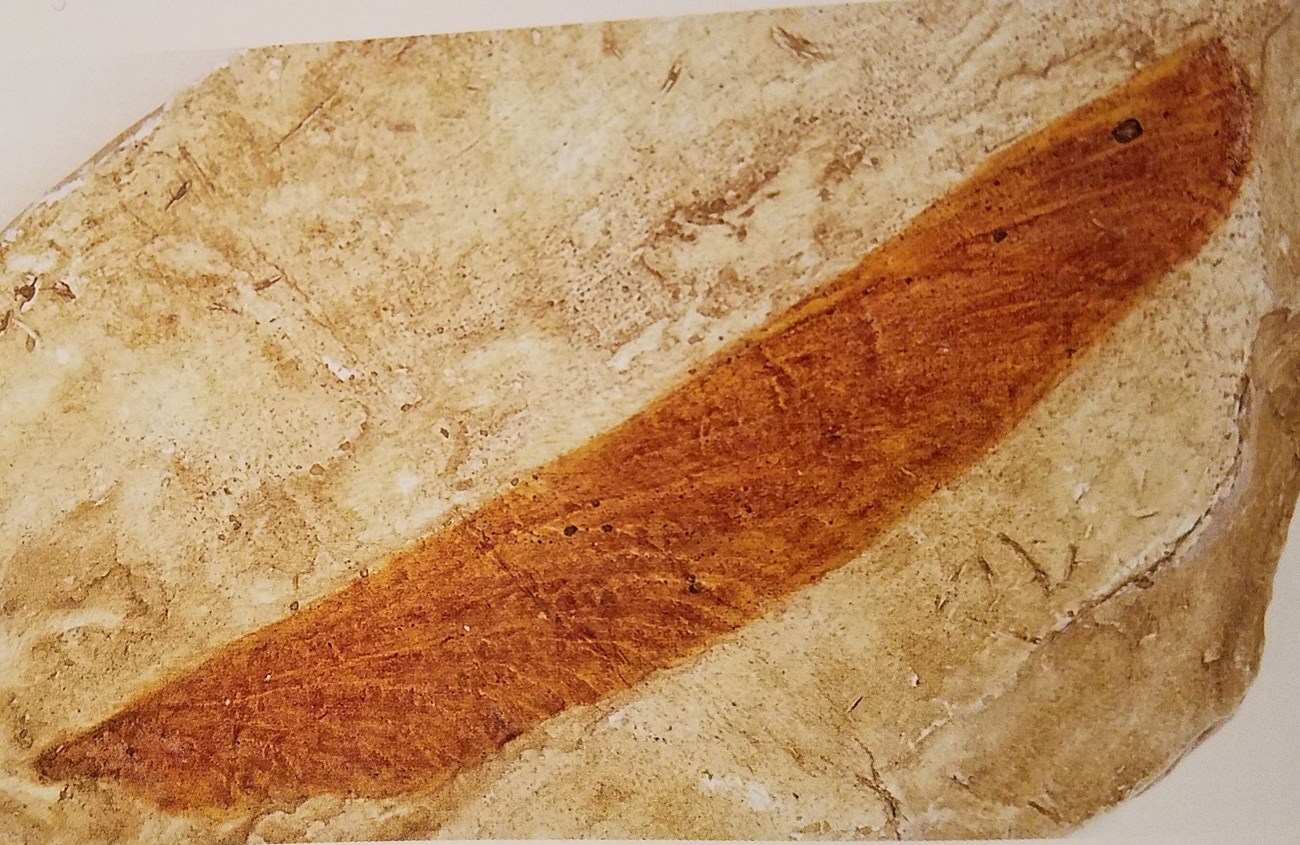 fossil dragonfly wing