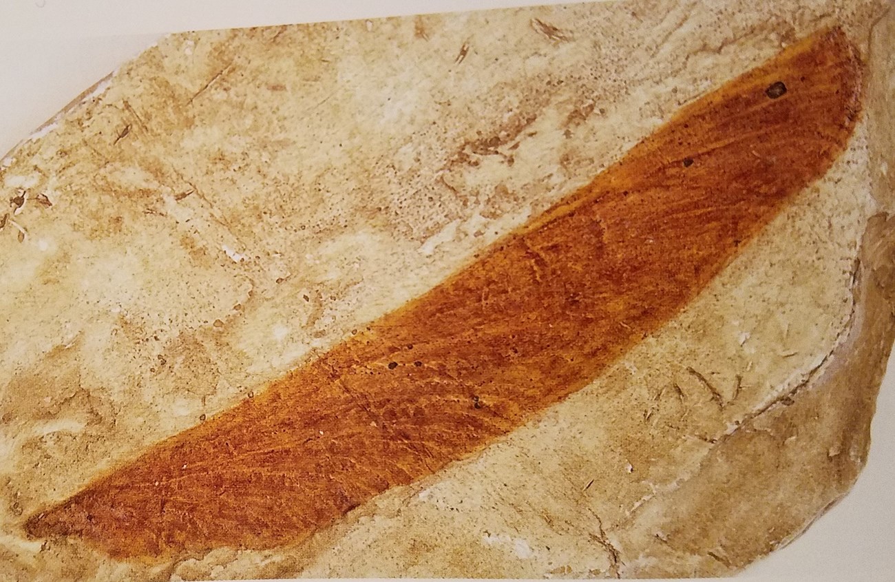 GRCA Dragonfly Wing fossil dragonfly wing