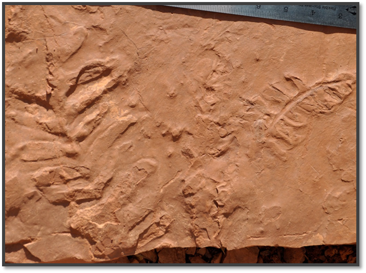 fossil ferns