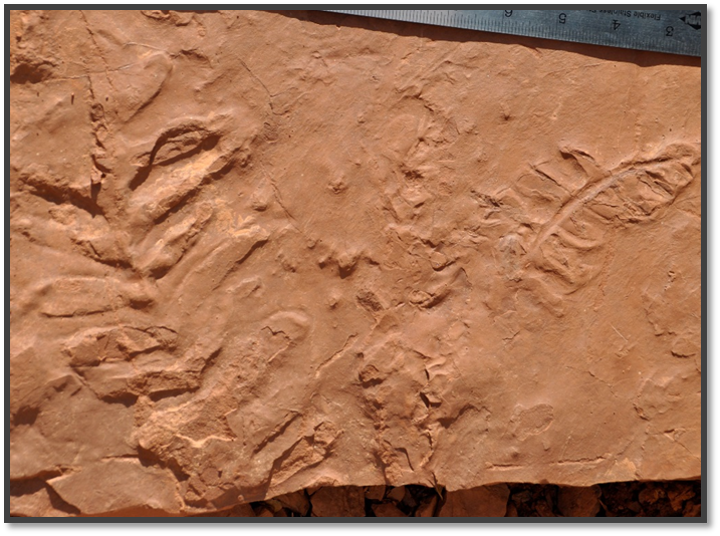 GRCA FERNS fossil ferns