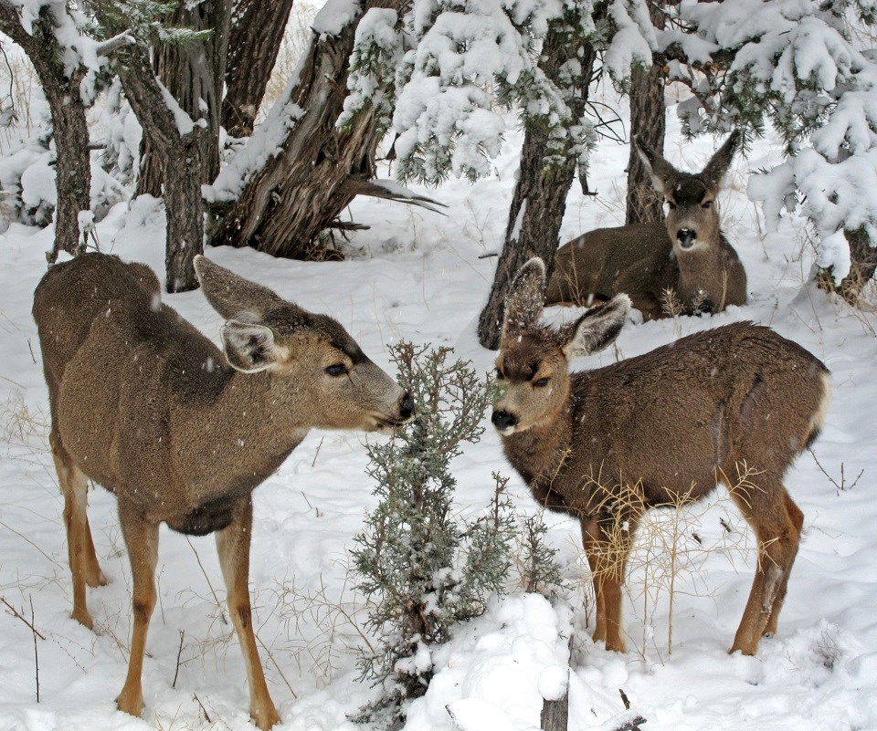 Three mule deer in snow.