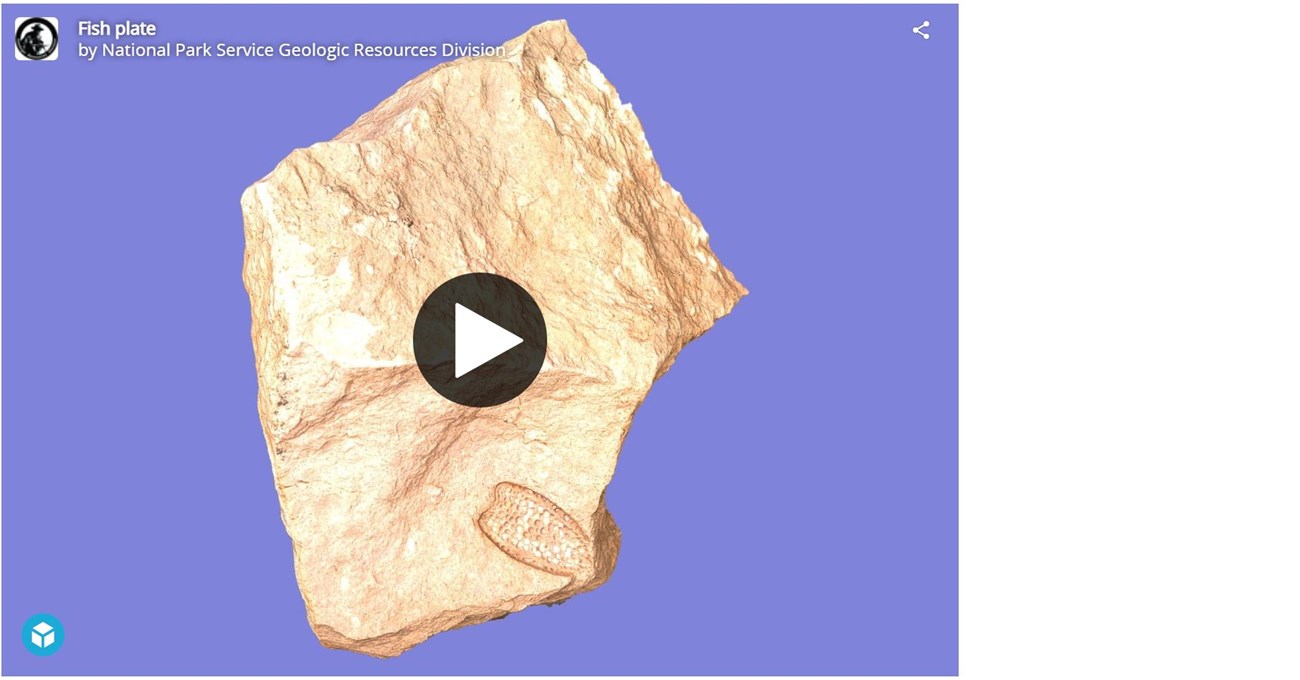 3d model of a rock with a fossil on the surface