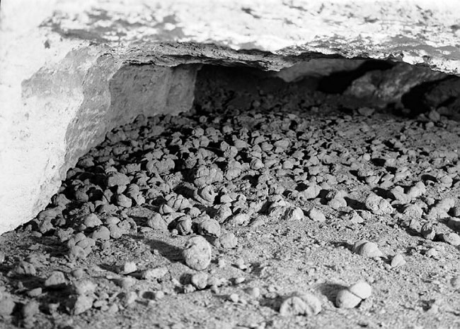 a small cave covered in small round fossils.