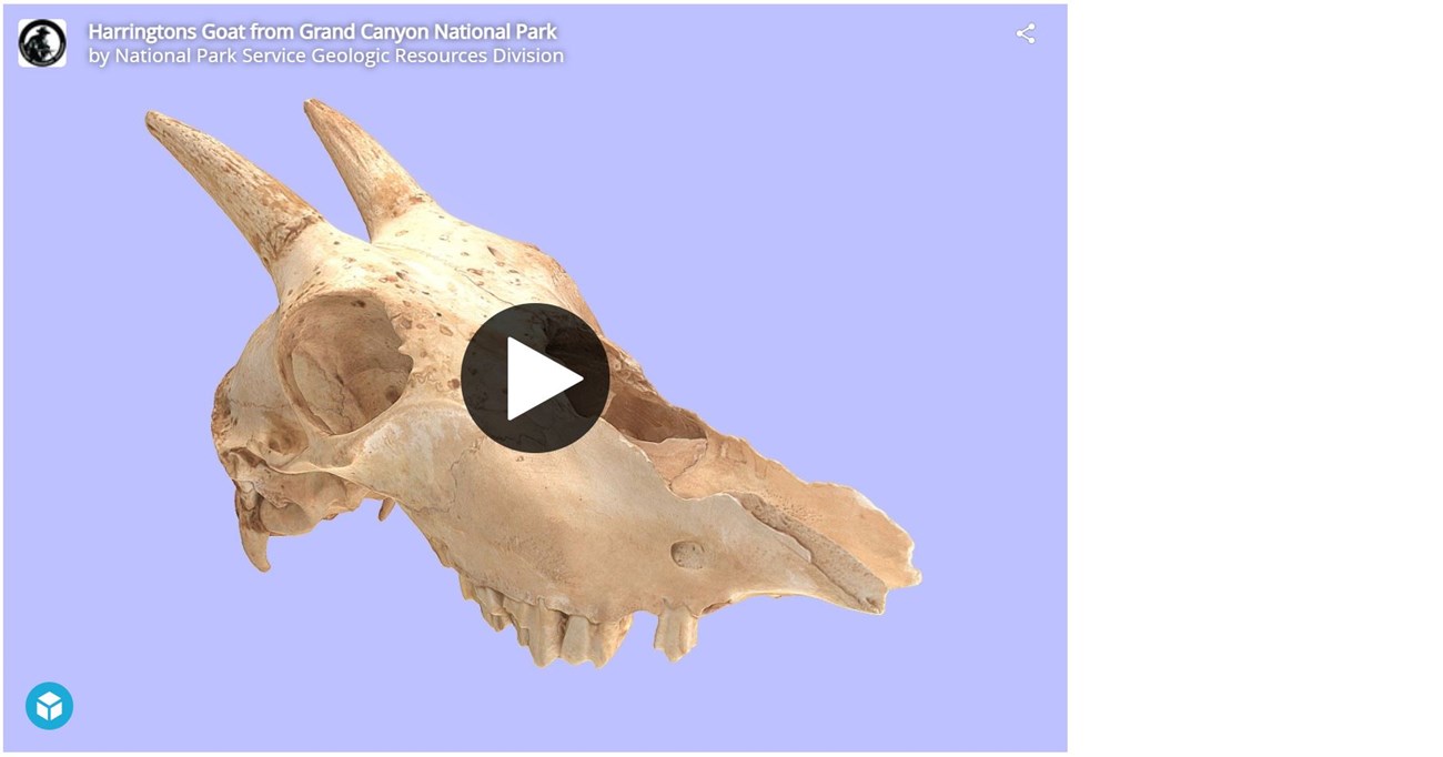 3d model of a fossil mountain goat skull