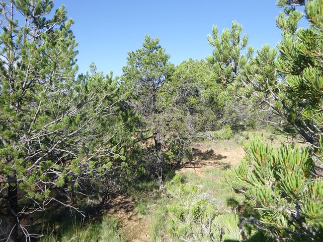 A woodlan of mostly pinyon and some juniper trees.