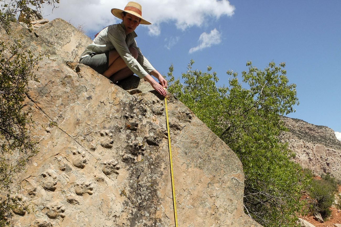 GRCA_2013_GIP_Knight_Cassi_Photo5_fundamentals_evolution fossil trackway