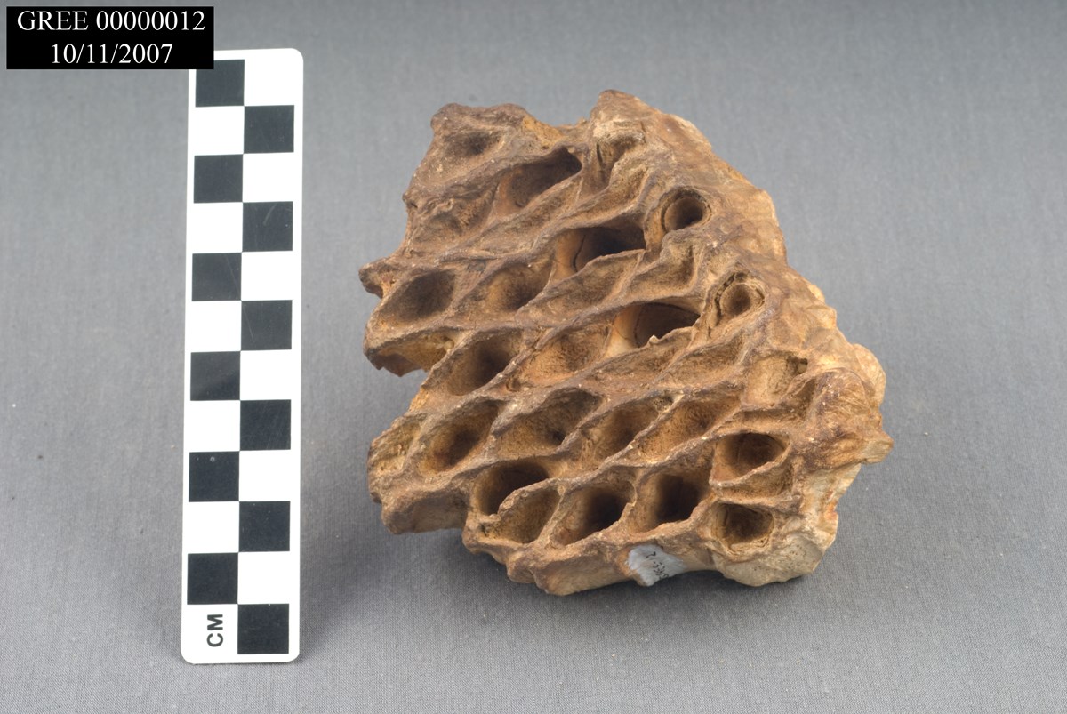 a light brown rock with a honeycomb-like pattern