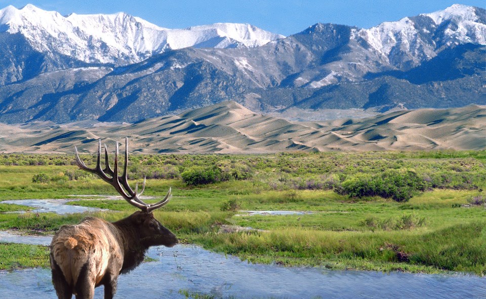 A bull elk stands in water with sand dunes and snowy mountains in background