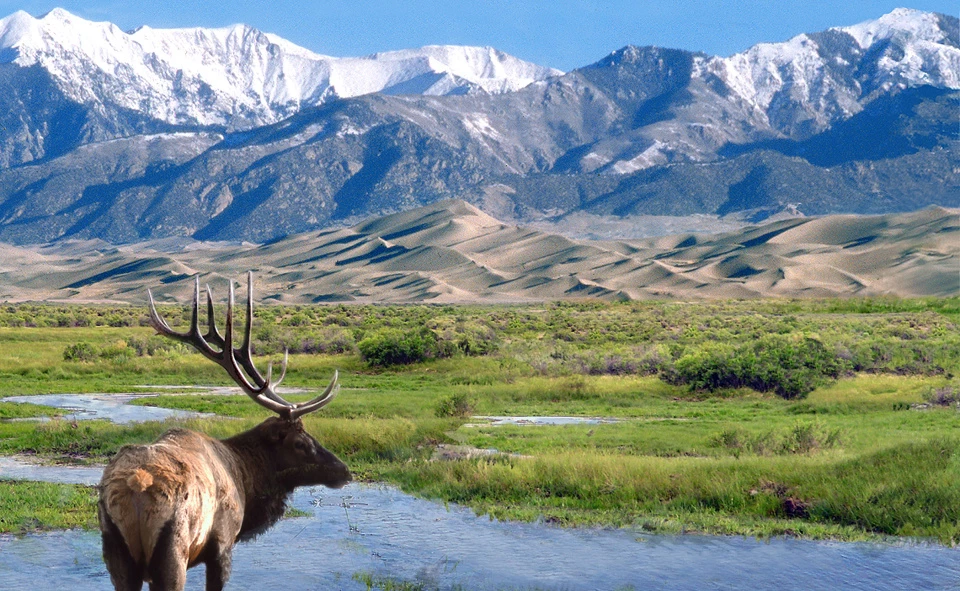 Lone Elk at Great Sand Dunes A bull elk stands in water with sand dunes and snowy mountains in background
