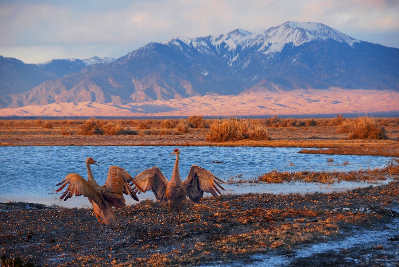 Two sandhill cranes dance in a courtship ritual, with mountains visible beyond at Great Sand Dunes National Park