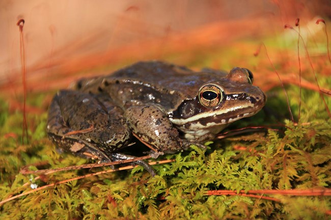 A wood frog stares warily from his wetlands perch on moss in Great Smoky Mountains National Park.