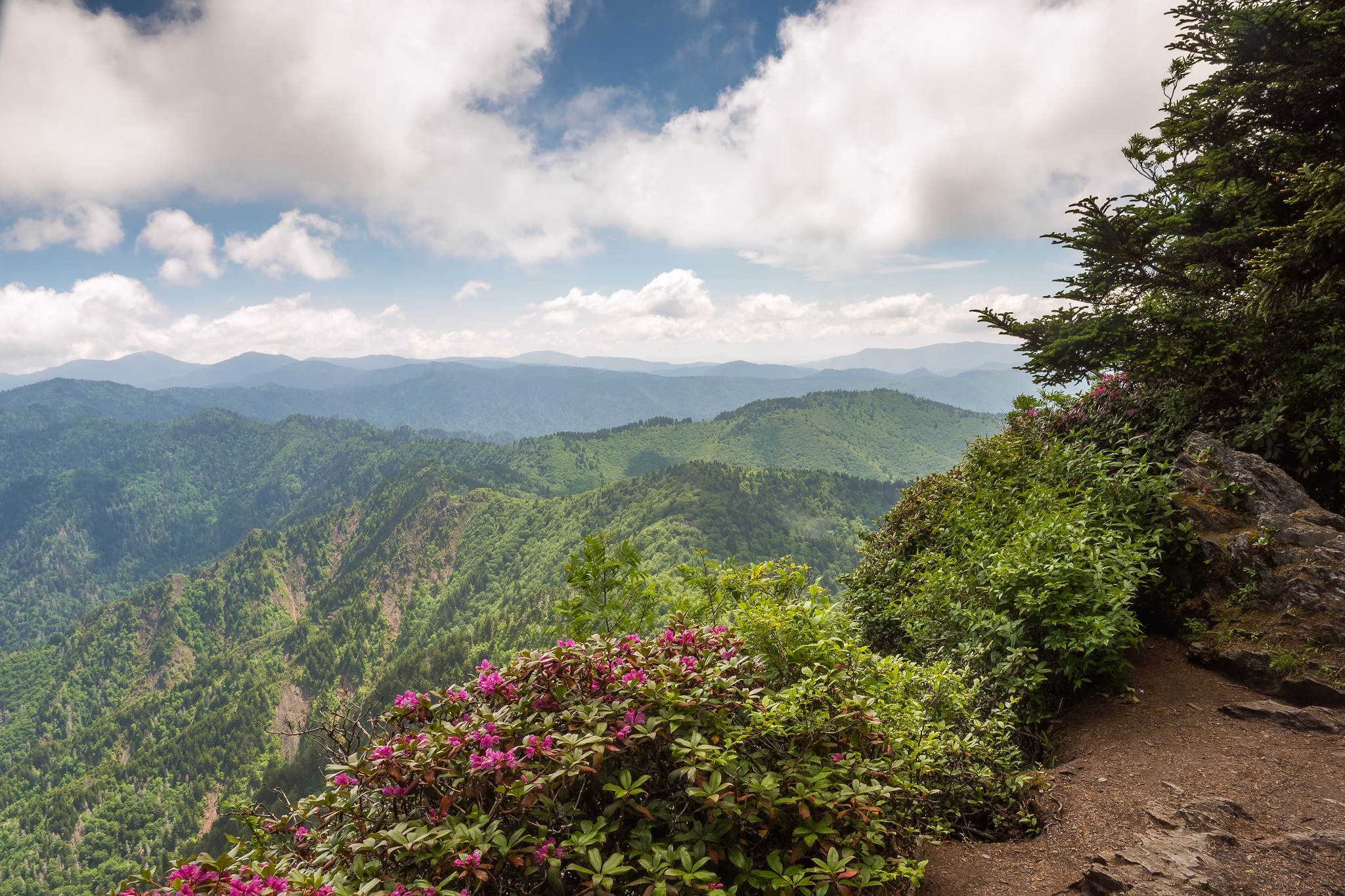 Summer view near the Boulevard Trail showing distant ridges beyond a flowering rhododendron Great Smoky Mountains National Park, Tennessee