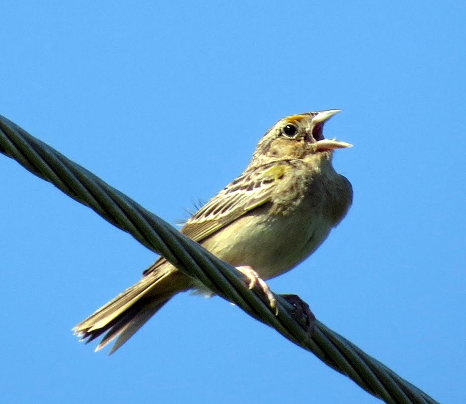 A grasshopper sparrow sings from atop a cable.