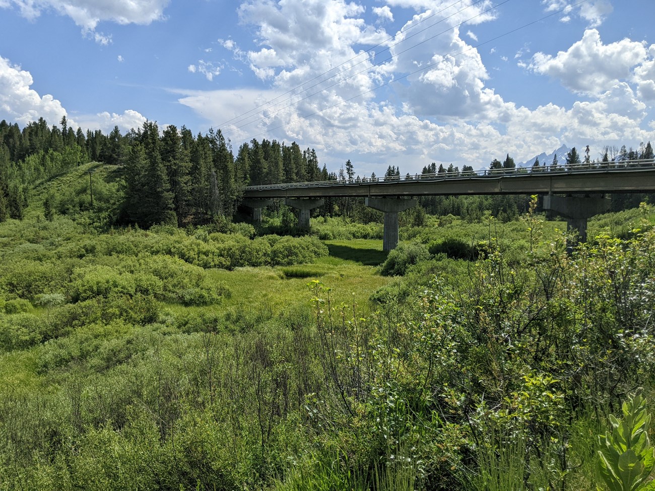 A lush field with a bridge running through it at the edge of a conifer forest.