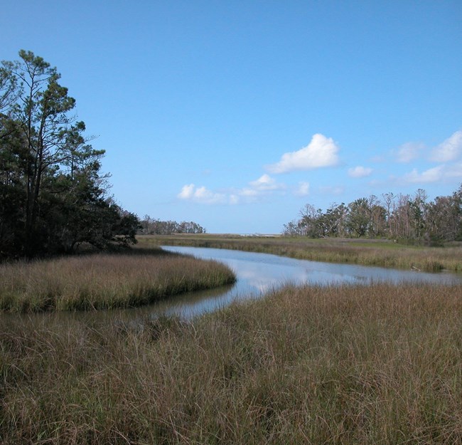 salt marsh