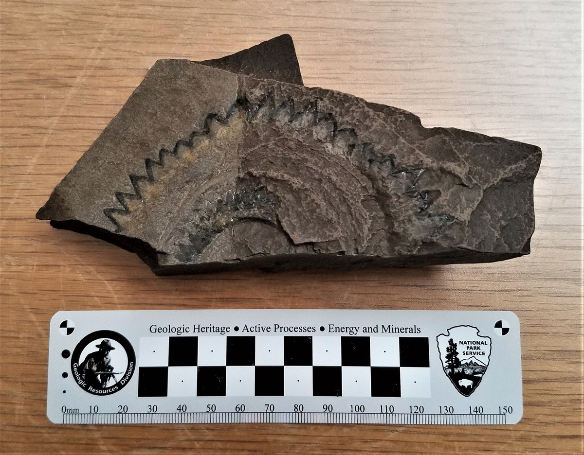 Helicoprion fossil