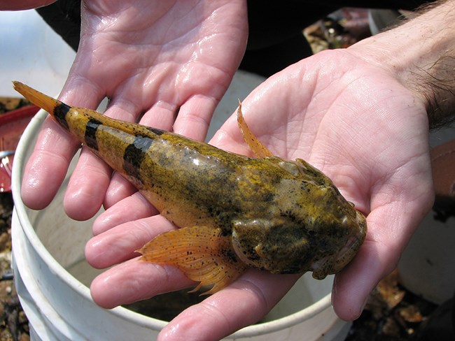 Banded Sculpin at George Washington Carver National Monument