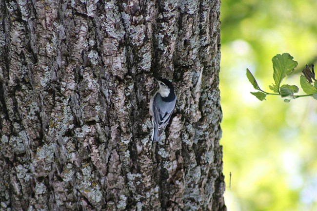 Bird on Tree Bird on tree at George Washington Carver National Monument.
