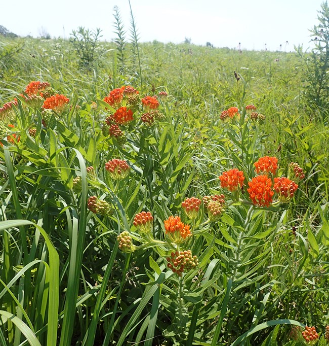 Bright orange flowers on top of tall green plants in a prairie