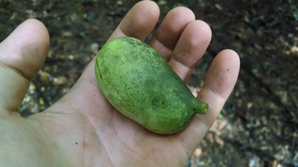 A hand holds a lumpy green pawpaw fruit about 3 inches long.