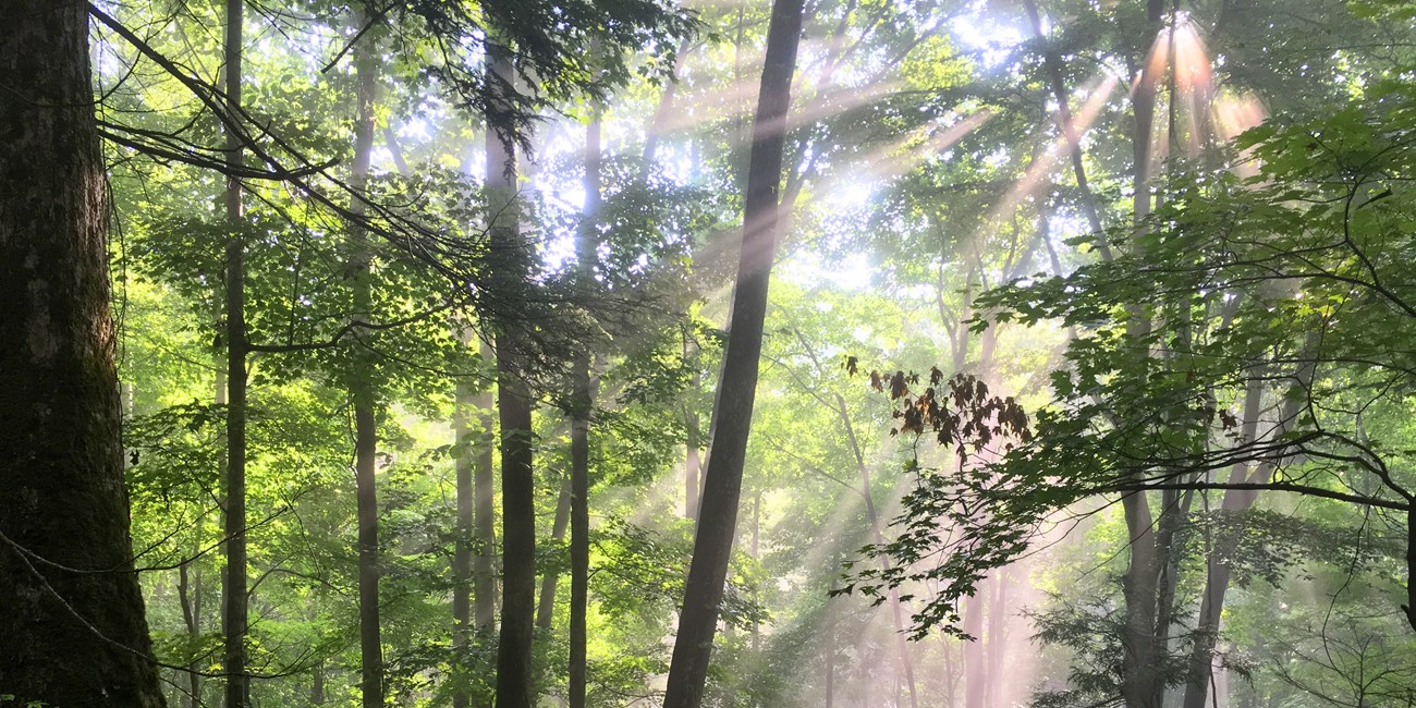 Sunlight shines through the branches of deciduous trees.