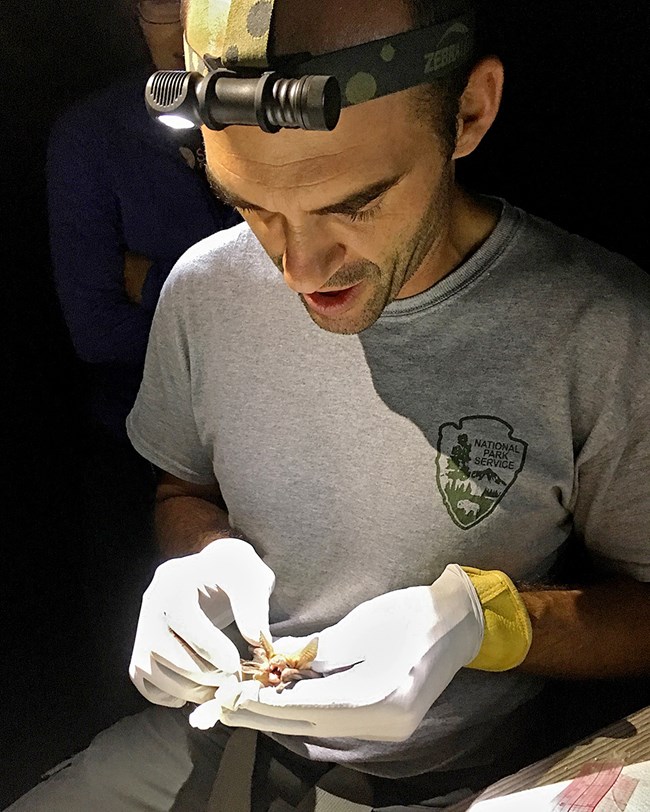 Examining a pallid bat Park biologist holding a bat