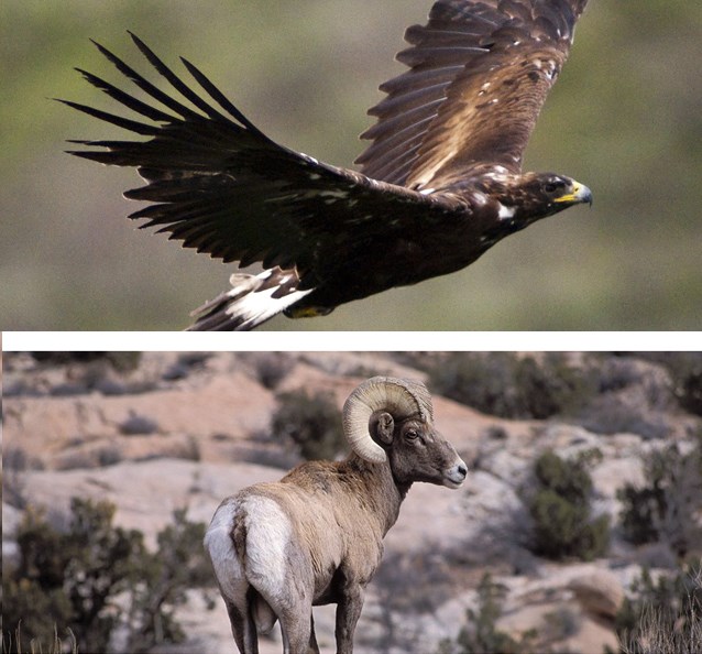Geagle_BSheep_NPS Composite image shows a Golden eagle in flight (top) and a full body view of a desert bighorn sheep (bottom)