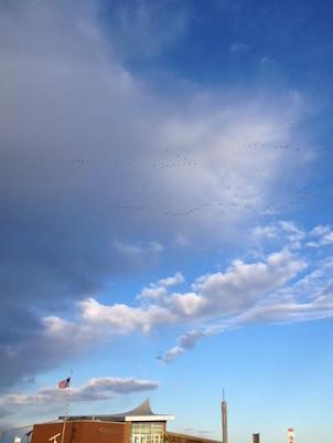 A "V" of geese fly high above the park.
