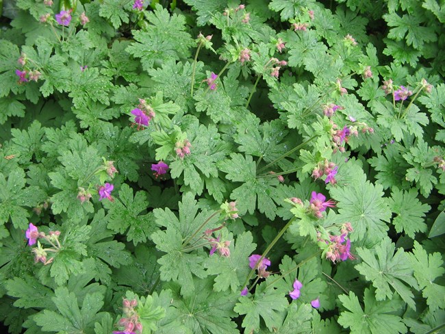 wild geranium