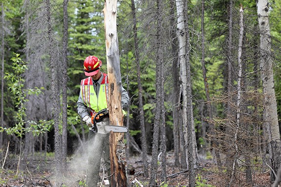 Mike Glinski A man holds a chainsaw next to a hazard tree to cut it down.