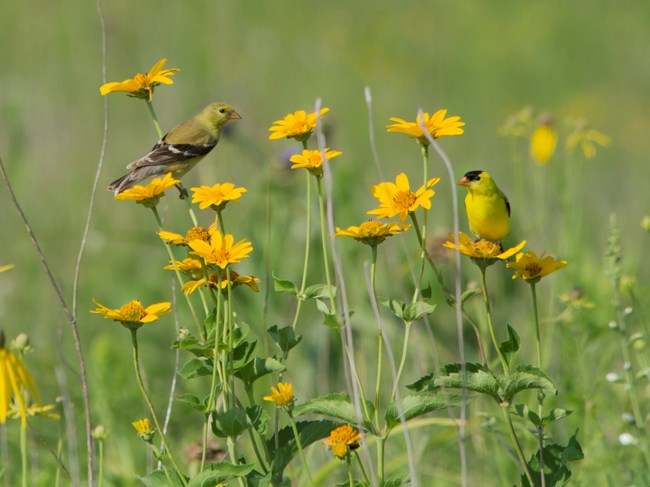 two goldfinches perched in a yellow flowering plant