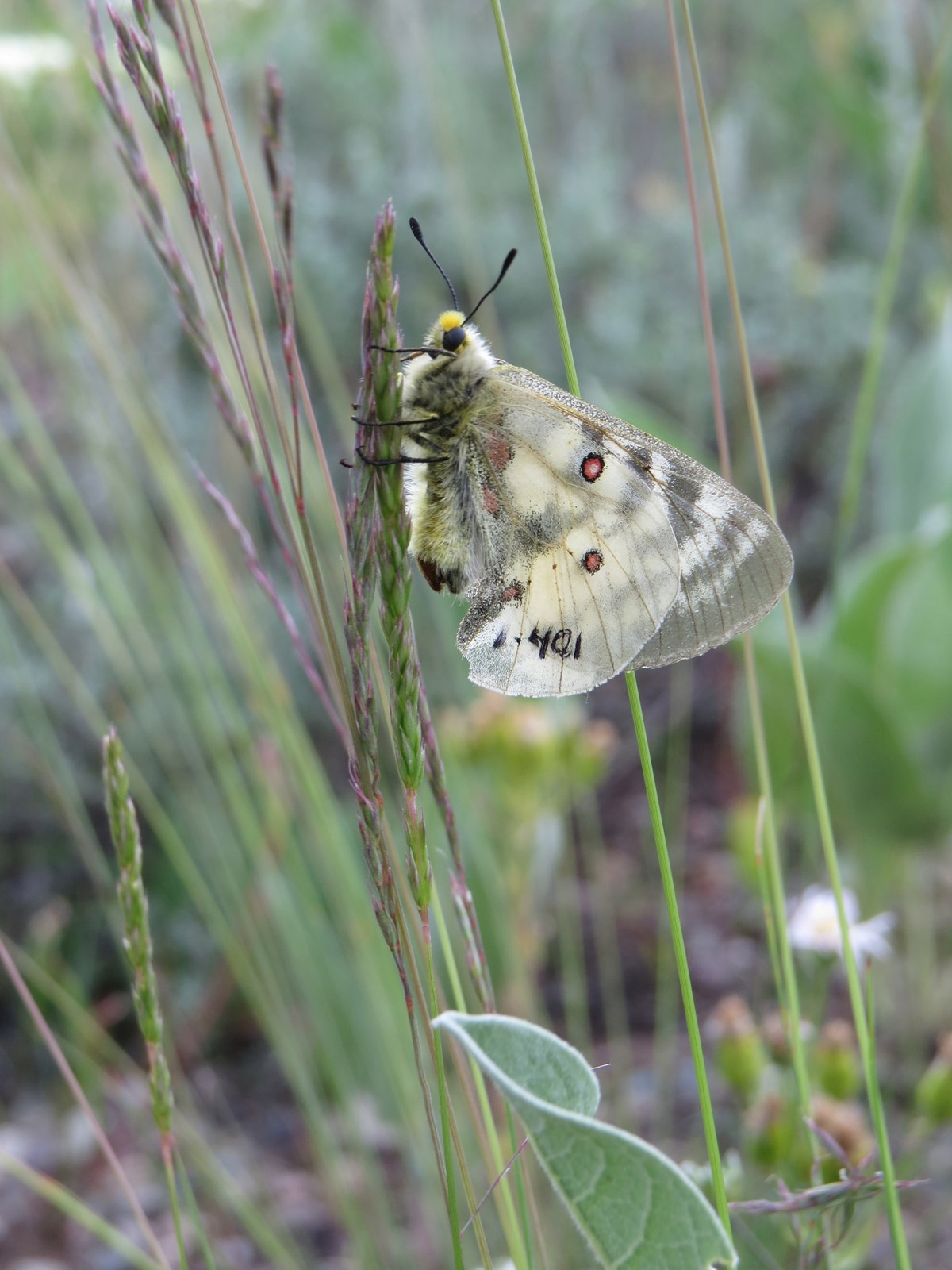 Montane meadow butterfly