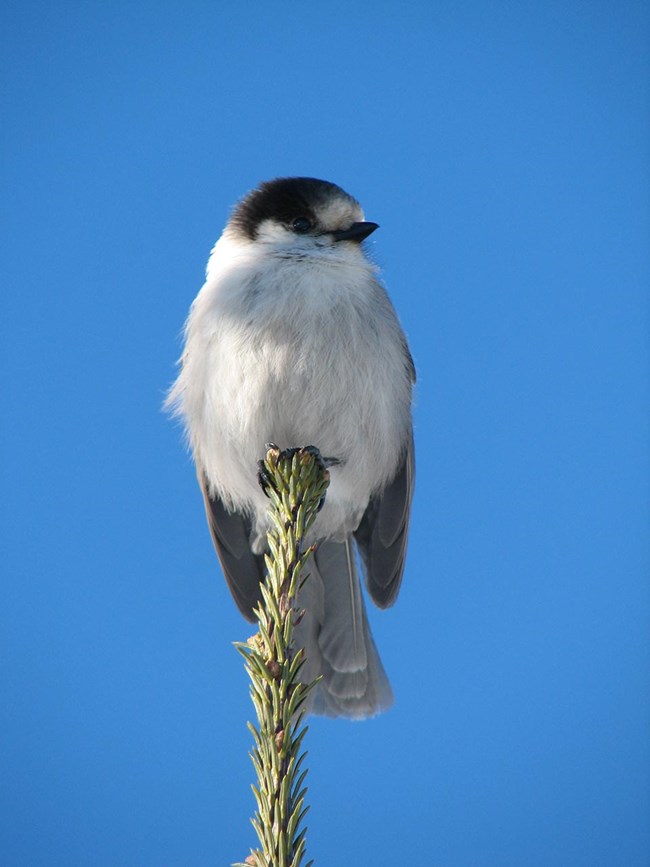 A gray jay perched on the top of a spruce.