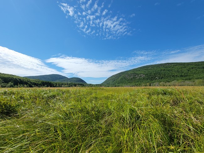 closeup of tall grass with u-shaped valleys seen in the distance