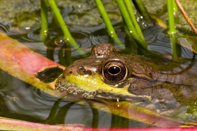 Green Frog Acadia a green frog partially exposed above water