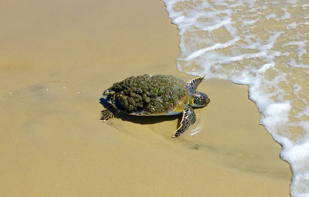 Green Sea turtle at CALO sea turtle swimming in clear shallow water.