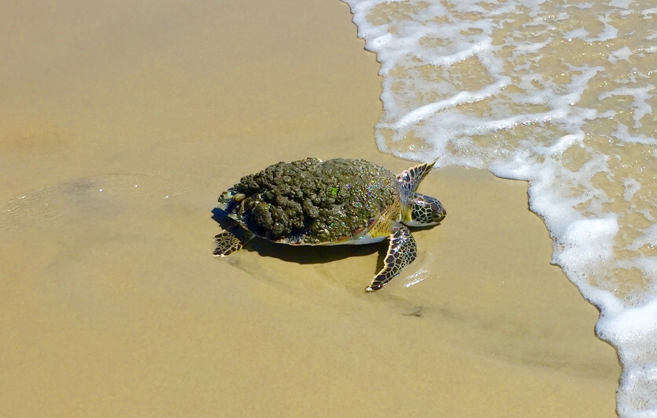 sea turtle swimming in clear shallow water.