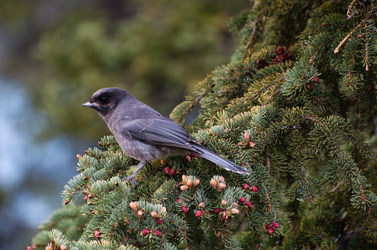 A gray jay perches on a spruce tree.