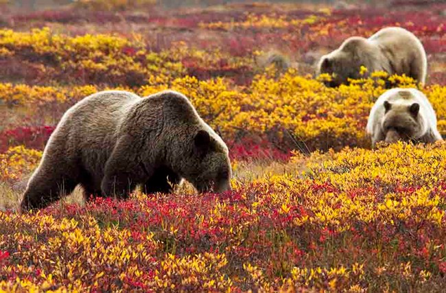 Brown bears in the fall tundra berry patch.