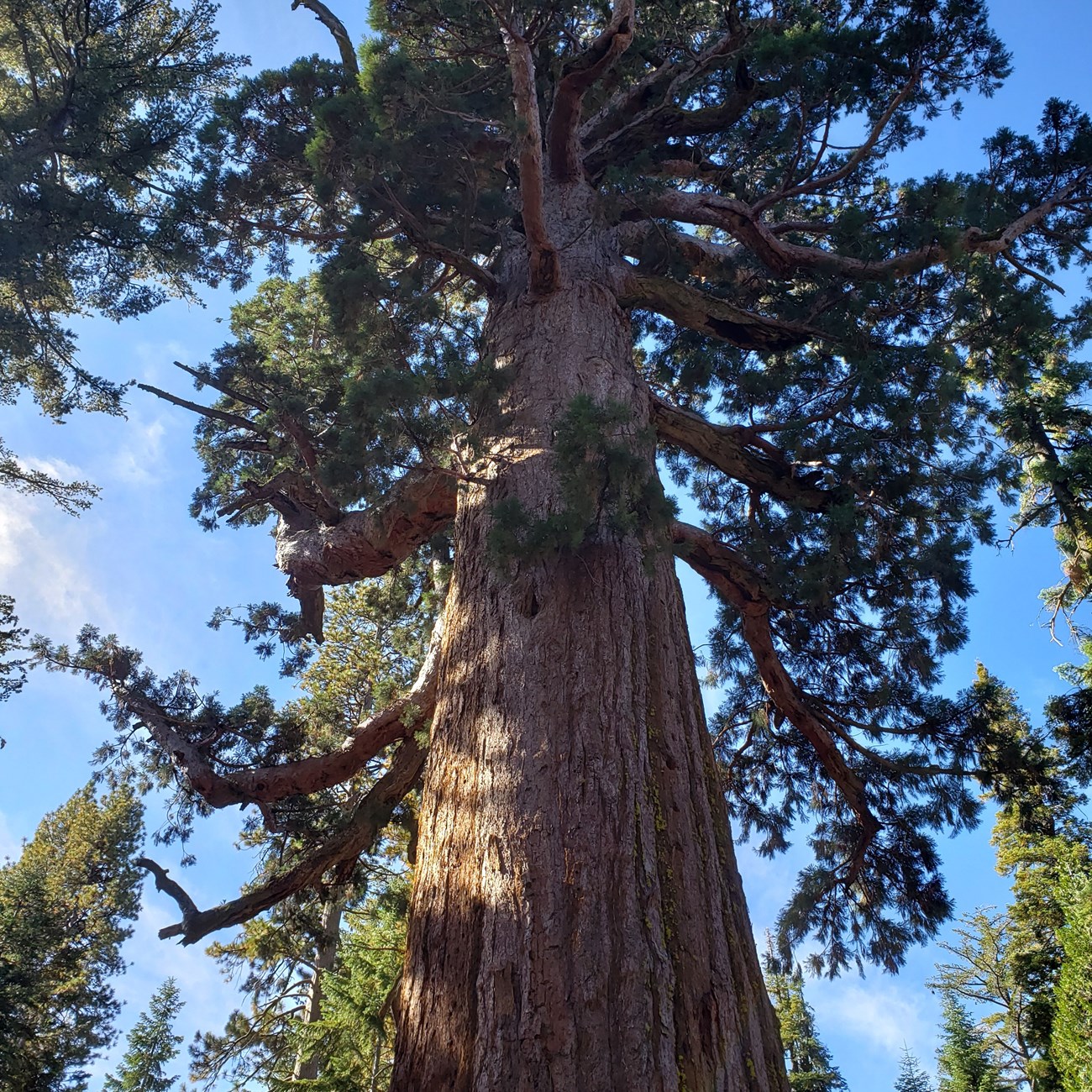 Looking up at a large tree